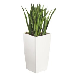 Künstliche Pflanze für Innen Sansevieria + Topf