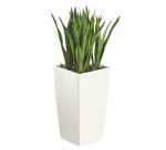 Sansevieria + pot