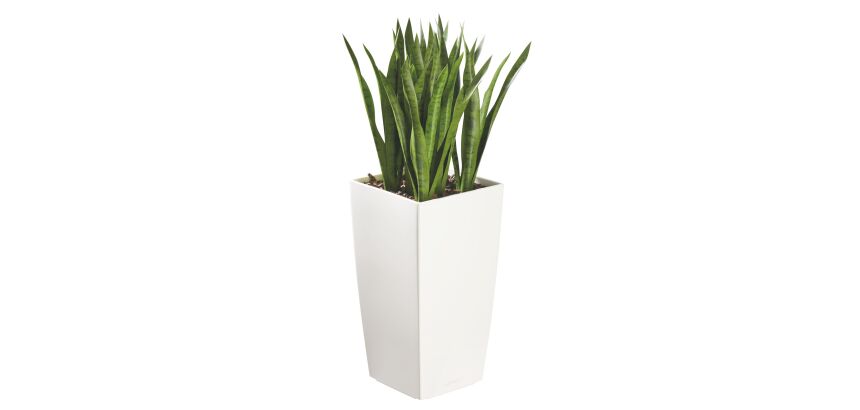 Kunstmatige plant voor binnen Sansevieria + pot