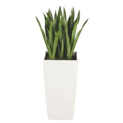 Kunstmatige plant voor binnen Sansevieria + pot