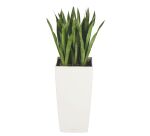 Sansevieria + pot