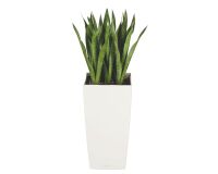 Kunstmatige plant voor binnen Sansevieria + pot