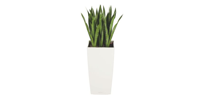 Artificial plant for indoor Sansevieria + pot