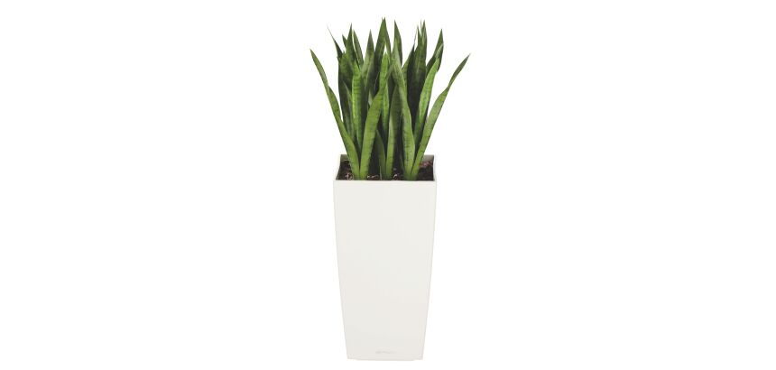 Sansevieria + pot