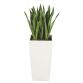Plante artificielle d'intérieur Sansevieria