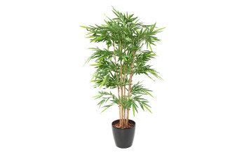 Plantes de bureau