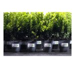 Etiquette ultra résistante laser 99,1 x 67,7 mm Avery L4715-20 blanche - Pochette de 160