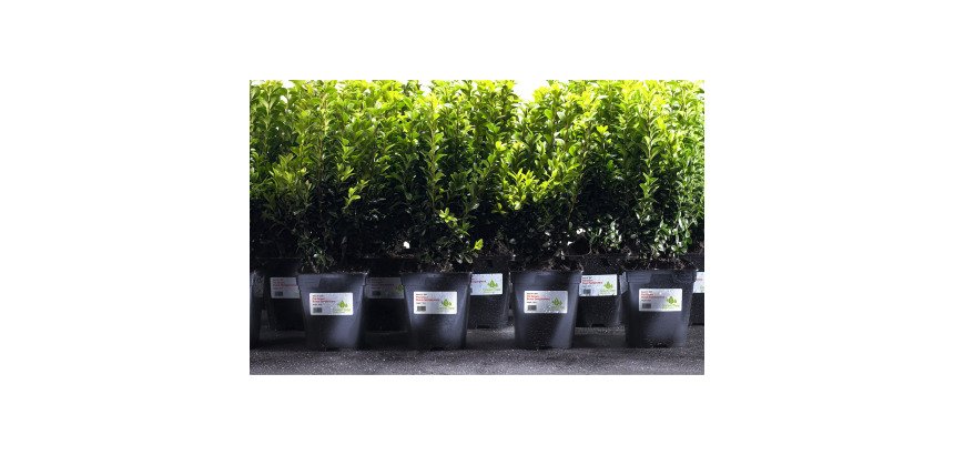 Etiquette ultra résistante laser 99,1 x 67,7 mm Avery L4715-20 blanche - Pochette de 160