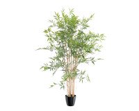 Zimmerpflanze japanischer Bambus 120 cm