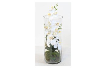 Plantes de bureau