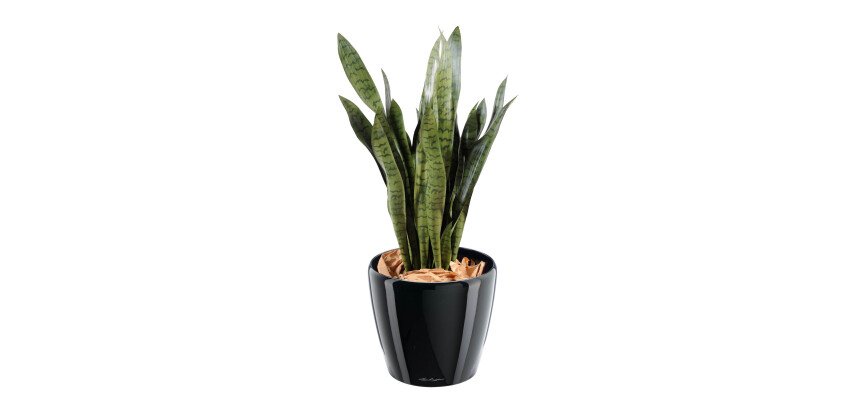 Plante artificielle d'intérieur Sansevieria 93 cm
