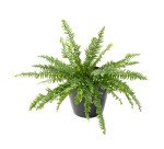 Fougère artificielle d'intérieur 65 cm