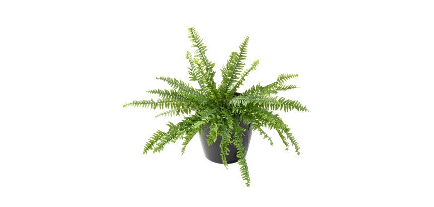 Fougère artificielle d'intérieur 65 cm