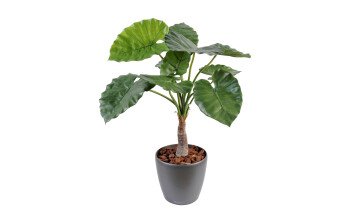 Plantes de bureau