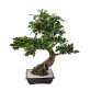 Plante artificielle d'intérieur Bonsaï Ficus 78 cm