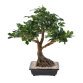 Künstliche Zimmerpflanze Bonsai Ficus 58 cm 
