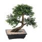 Kunstplant voor binnen bonsai black willow 50 cm