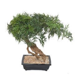 Kunstplant voor binnen bonsai Aralia 60 cm