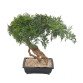 Künstliche Zimmerpflanze Bonsai Aralia 60 cm 