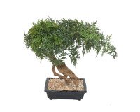 Plante artificielle d'intérieur Bonsaï Aralia 60 cm