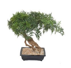 Kunstplant voor binnen bonsai Aralia 60 cm