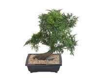 Artificial plant for inside bonsai Aralia 50 cm 
