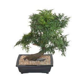Kunstplant voor binnen bonsai Aralia 50 cm