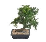 Plante artificielle d'intérieur Bonsaï Aralia 50 cm