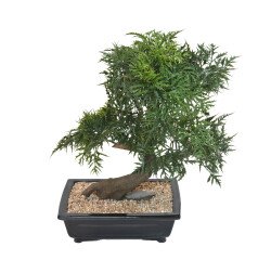 Kunstplant voor binnen bonsai Aralia 50 cm