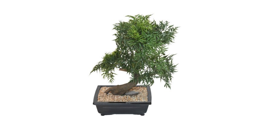 Plante artificielle d'intérieur Bonsaï Aralia 50 cm