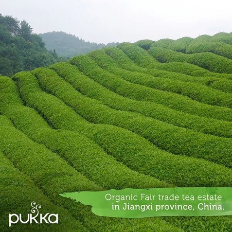 Green tea Matcha Clean Bio Pukka - box of 20 bags