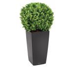 Plante artificielle d'intérieur buis