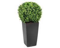 Plante artificielle d'intérieur buis