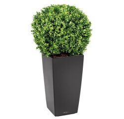 Plante artificielle d'intérieur buis