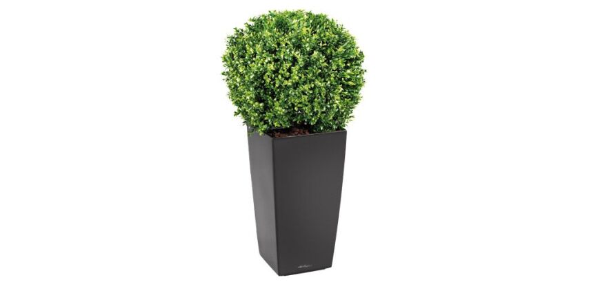 Plante artificielle d'intérieur buis