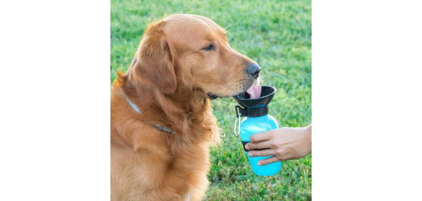 Botella bebedero de agua para perros