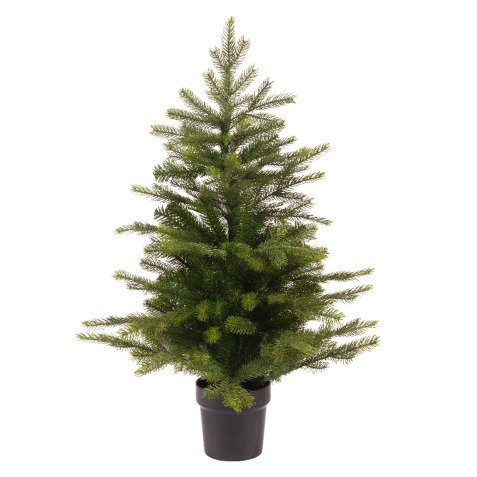 Mini Grandis Fir Tree with Pot - Height 60 cm