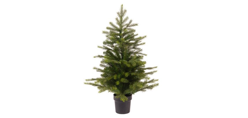 Sapin MINI GRANDIS avec pot - Hauteur 60 cm