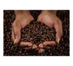 Café en grains Lavazza Amazonie Bio - Paquet de 500 g