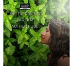 Destructeur d'odeurs Boldair Menthe & Aloe vera - Aérosol 250 ml