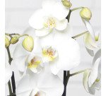 Plante naturelle Orchidée Phalaenopsis blanc