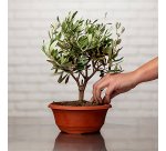 Plante naturelle Olivier