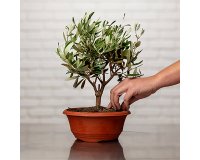 Plante naturelle Olivier