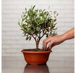 Plante naturelle Olivier