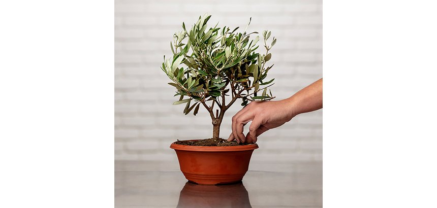 Plante naturelle Olivier