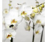 So chic ! Composition d'Orchidées Phalaenopsis naturelles blanc