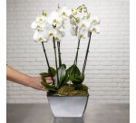 So chic ! Composition d'Orchidées Phalaenopsis naturelles blanc