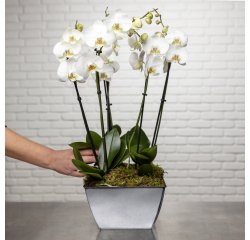 So chic ! Composition d'Orchidées Phalaenopsis naturelles blanc