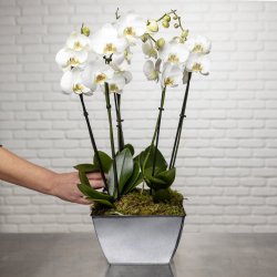 So chic ! Composition d'Orchidées Phalaenopsis blanc