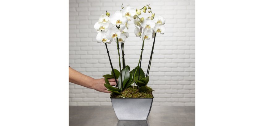 So chic ! Composition d'Orchidées Phalaenopsis naturelles blanc